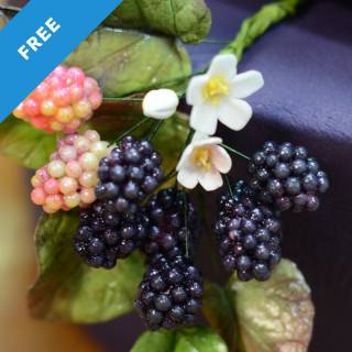 Easy Sugar Blackberry Tutorial