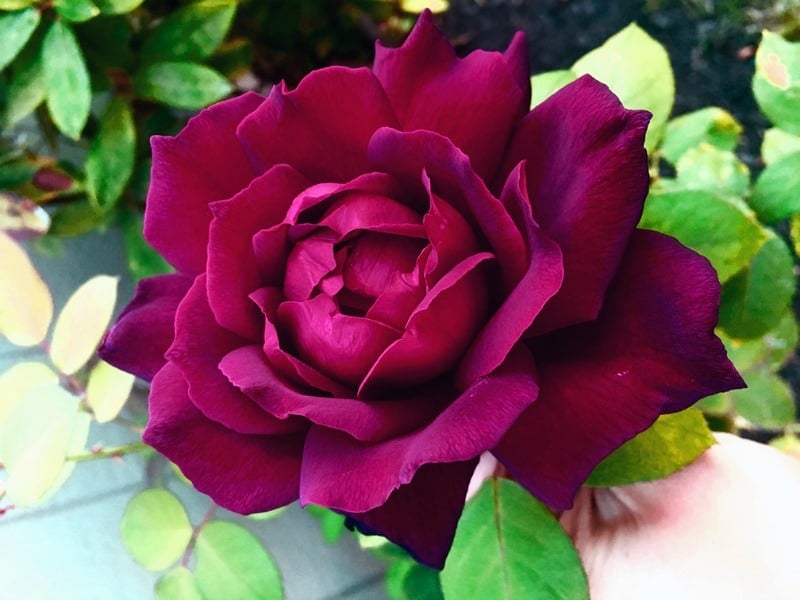 Fuchsia Rose