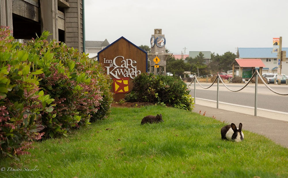 rabbits at cape kiwanda beach