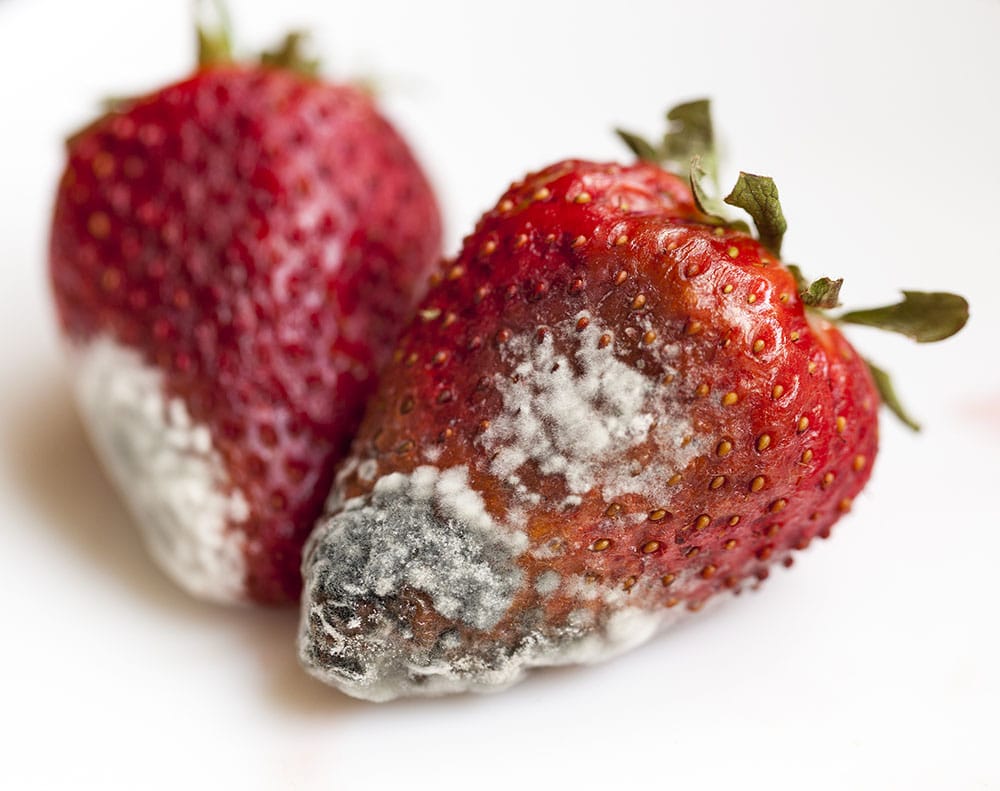 Mold on Strawberries: Can You Cut Out the Bad Spots?