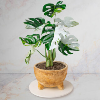 A cake sculpted to look like a real variegated Monstera plant
