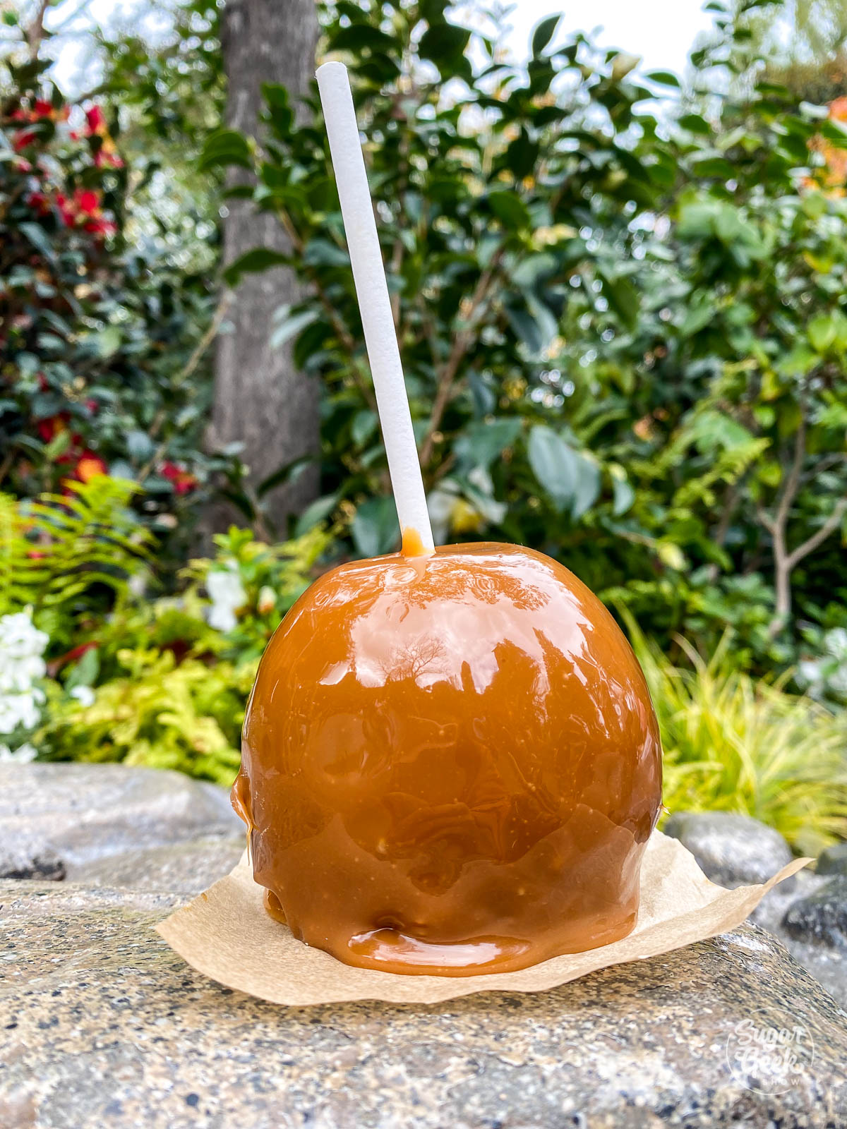 close up of disneyland caramel apple