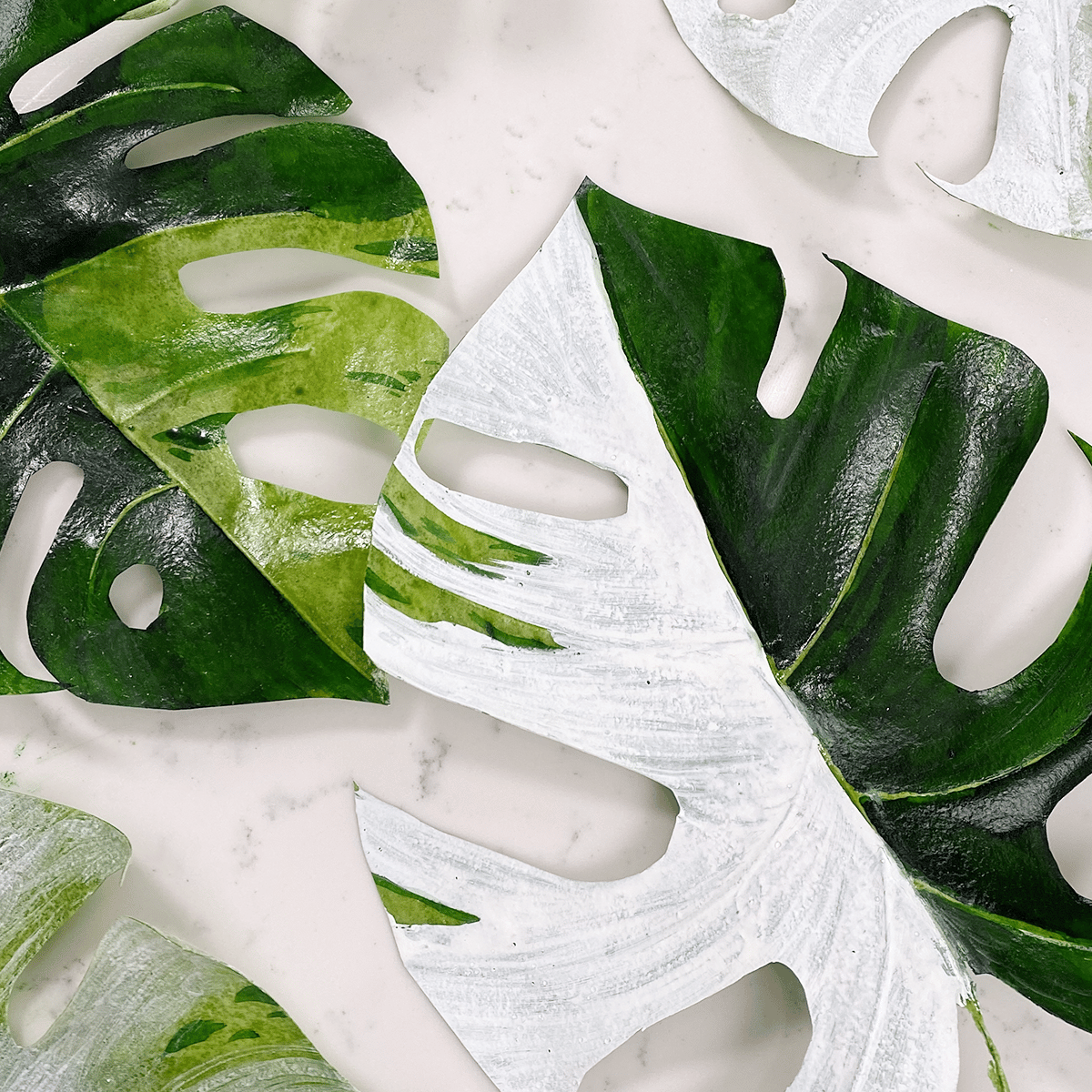 close up of edible monstera leaves