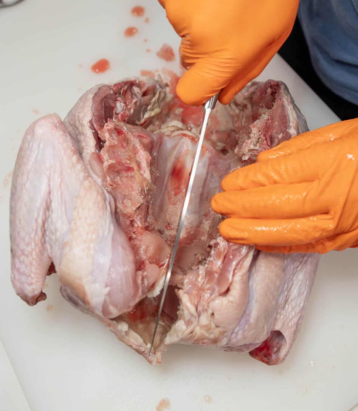 A whole, raw turkey being cut into to begin opening up to spatchocok. 