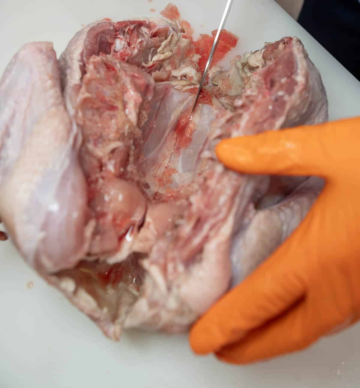 A raw, whole turkey being cut into from the inside to get to the breast bone. 