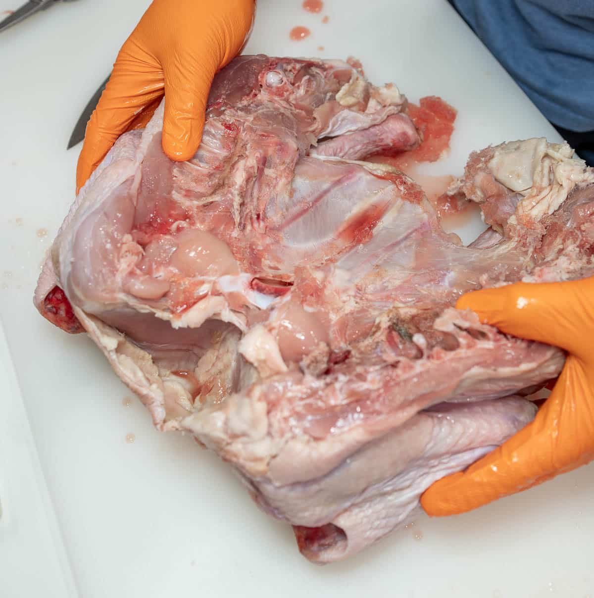 A raw, whole turkey is grabbed on both sides and opened up.