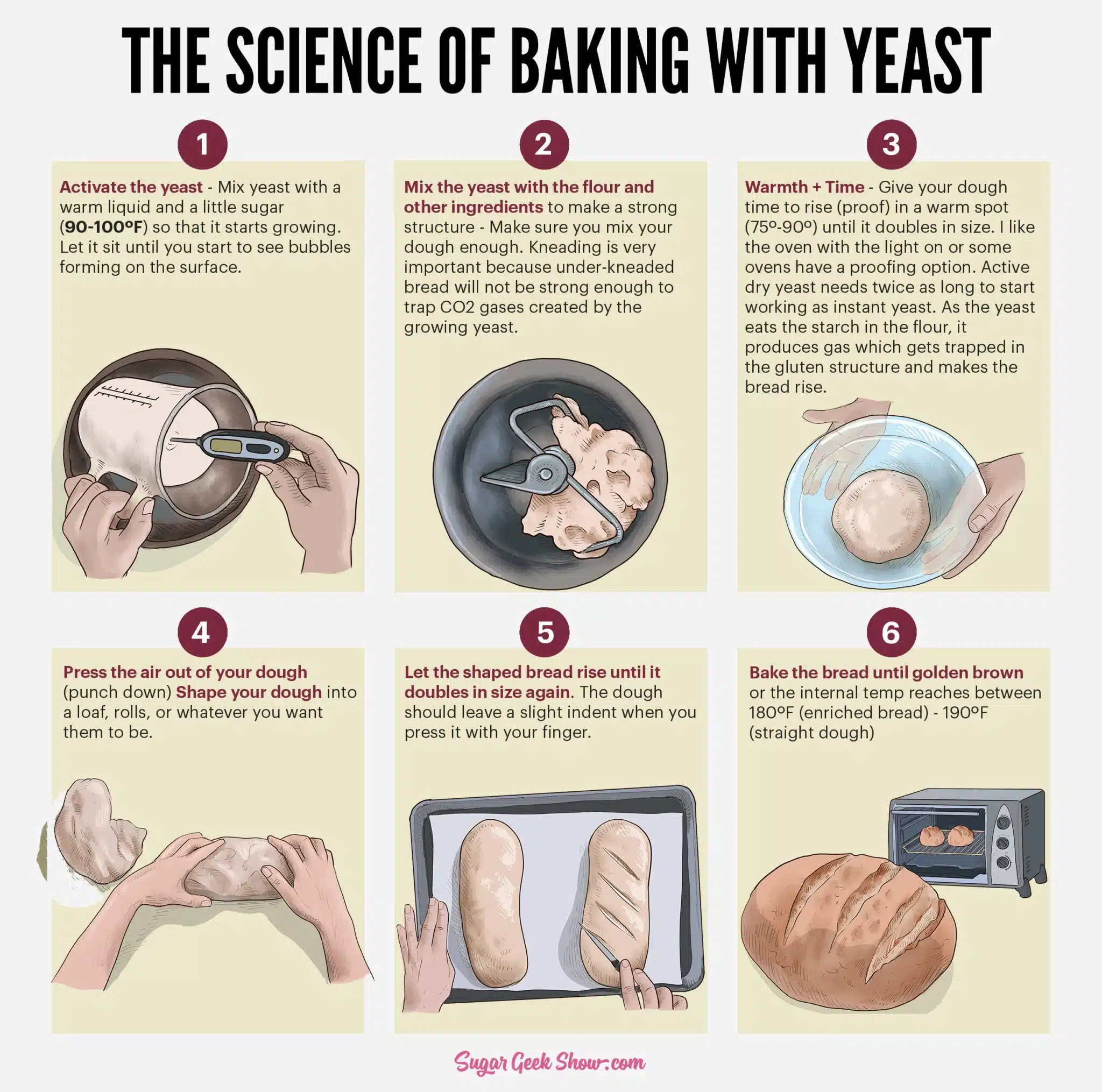 Science behind baking with yeast infographic.